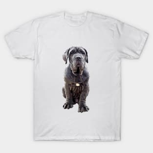 Neapolitan Mastiff - Stunning Dog! T-Shirt